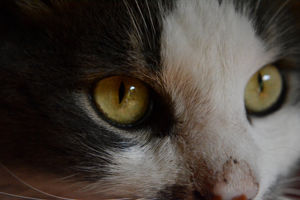 Feline feline look animals