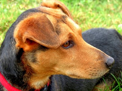 View pet animal