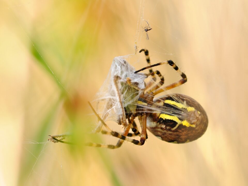 Macro argiope hornet desert locust