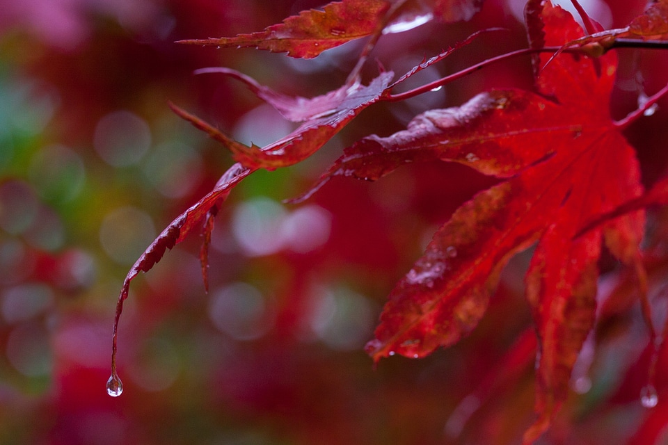 Color red japanese maple