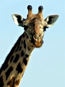 Zoo animal africa