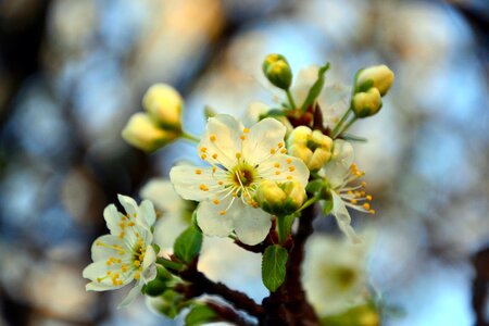 Tree nature blossom tree