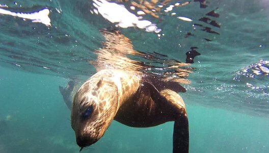 Snorkel duiker island