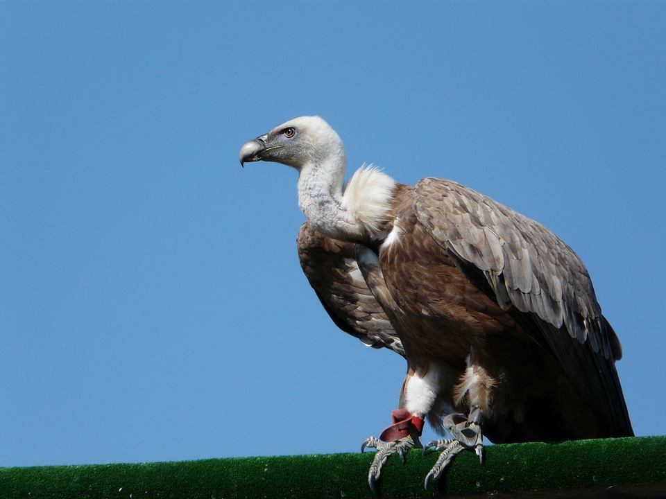 Raptor vautour moine sky
