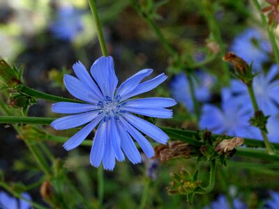 Bloom common chicory blue photo