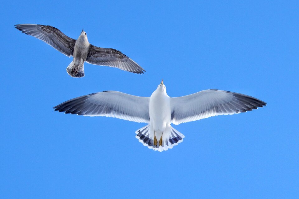 Seagull seabird wild animal