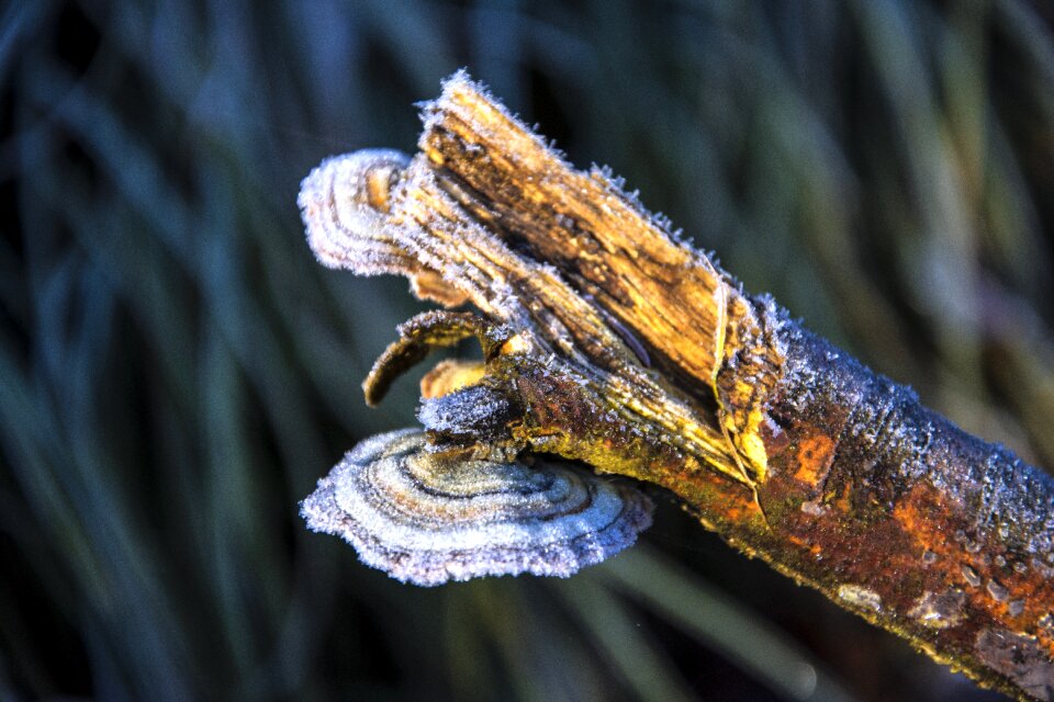 Nature cold frozen