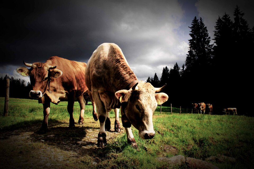 Beef cattle pasture