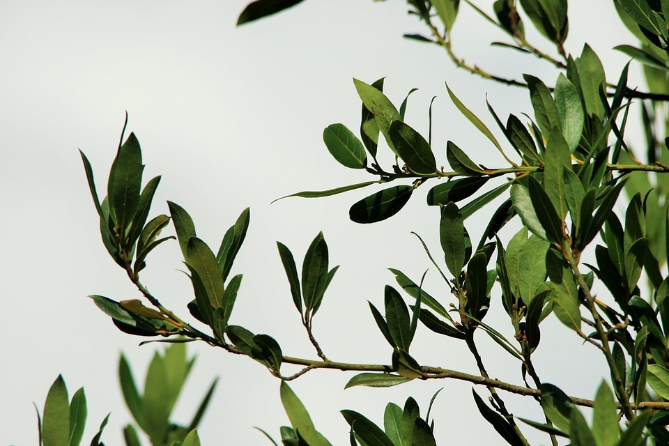 Tree bay leaf weather
