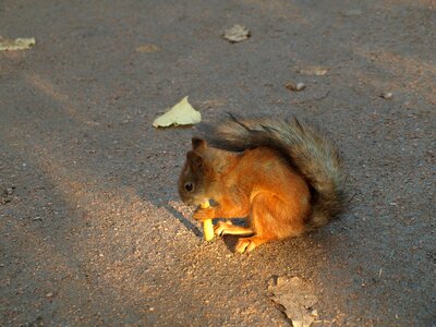 Animal cute eating photo