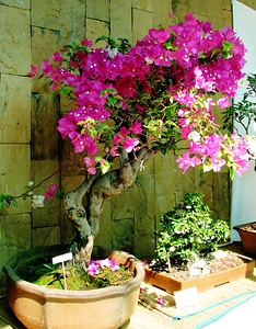 Plant potted plant pot