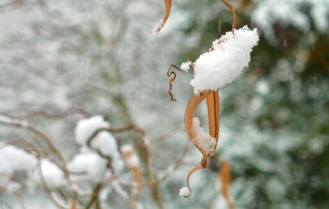 White cold tree photo