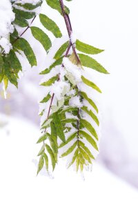 Wintertime snowfall branches photo