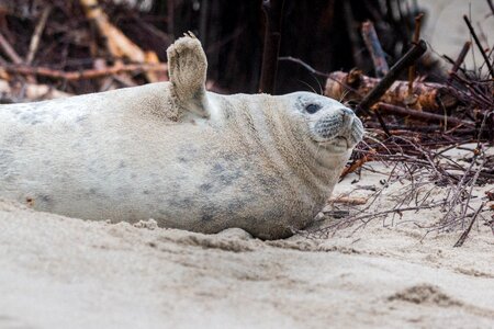 Beach dune helgoland photo