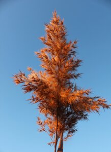 Blade of grass dry grass flower photo