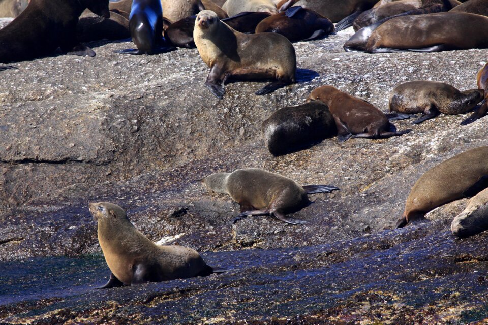 Duiker island africa