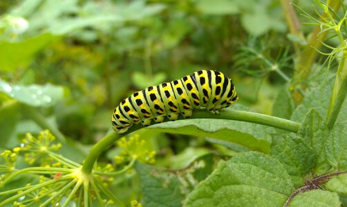 Insect lepidoptera dill