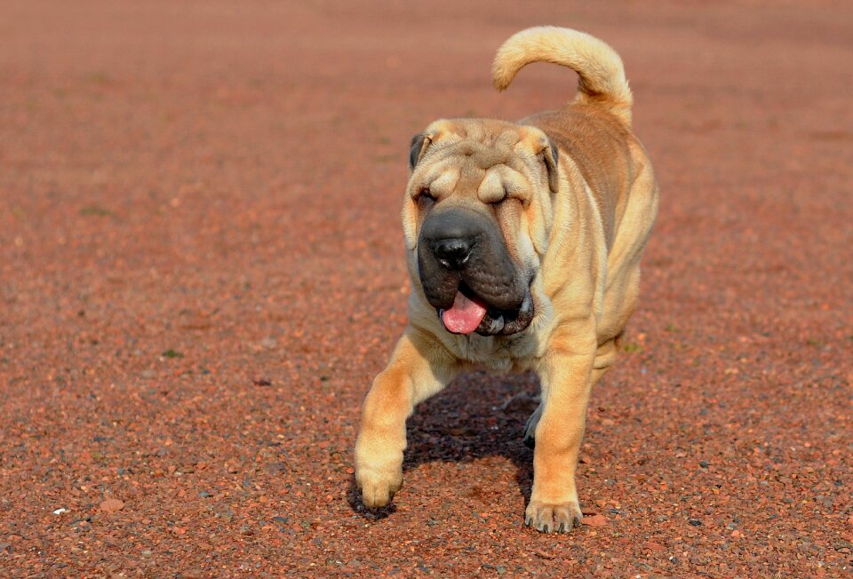 Run language animal