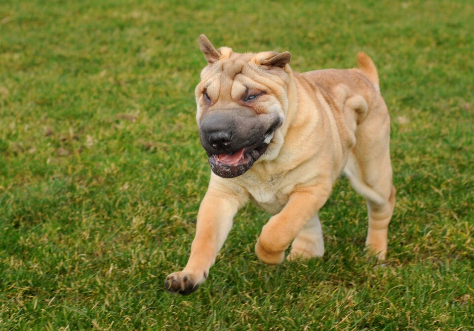 Run language animal