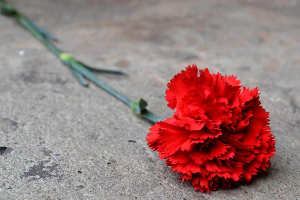 Petals beautiful carnation
