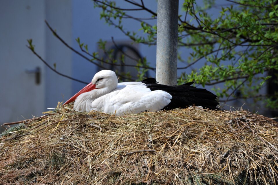 Storchennest rattle stork resting place