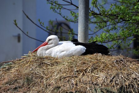 Storchennest rattle stork resting place photo