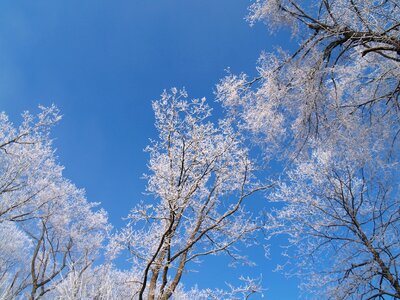 Forest winter trees wintry