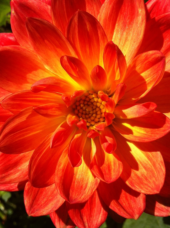 Bloom autumn flower garden