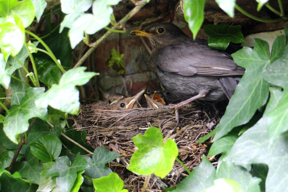 Nest fledglings birds