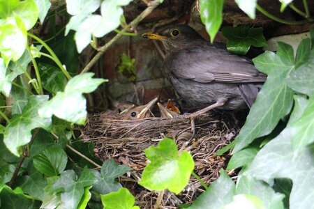 Nest fledglings birds