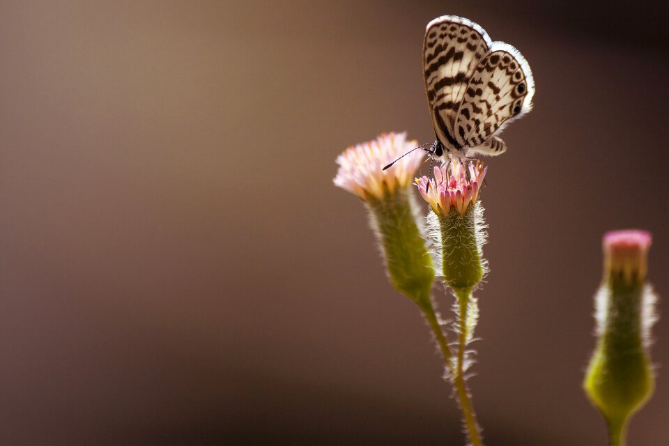 Macro wings insects