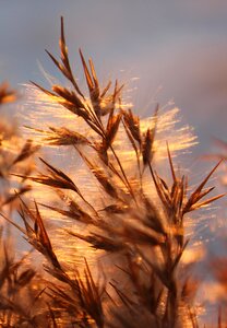 Sunset dry grass plant
