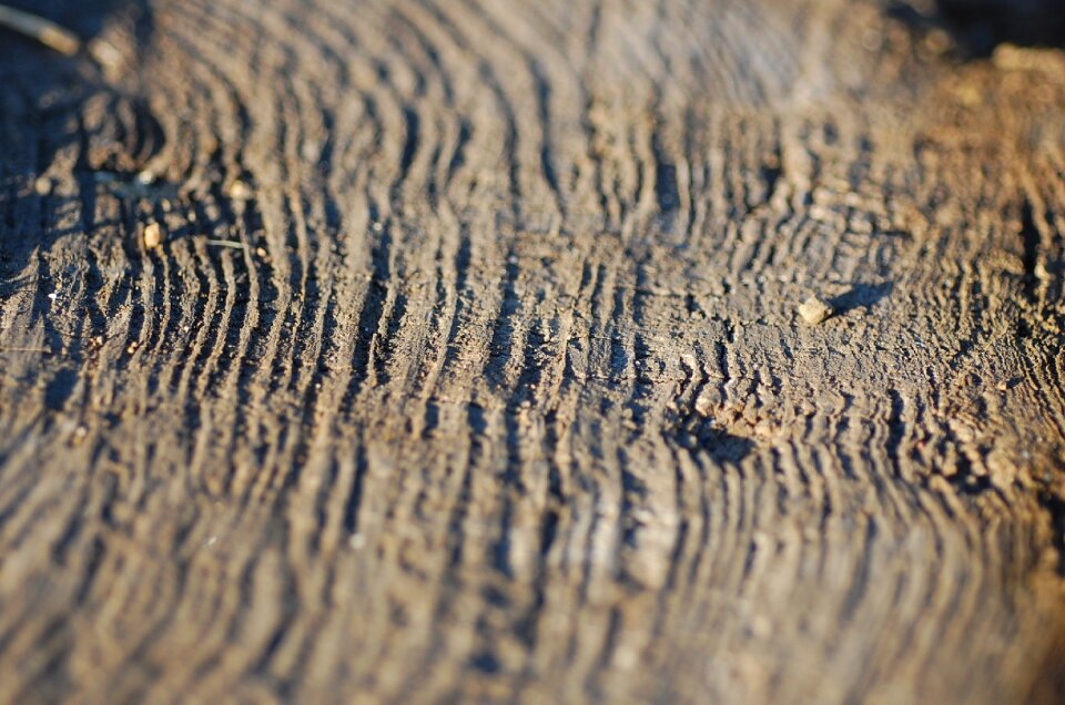 Stump wood grain wood
