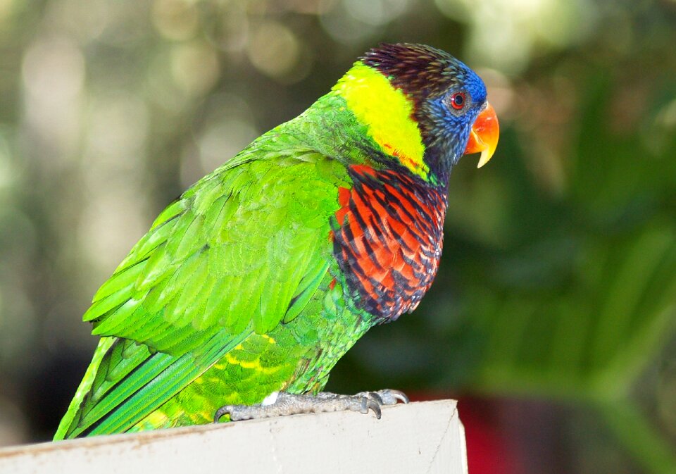 Animal nature wildlife