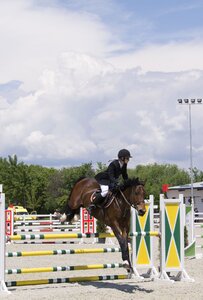 Animal racing action