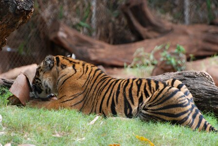 Tiger cat photo