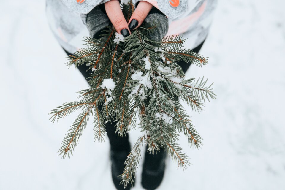 Snow pine tree