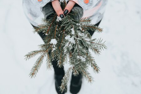 Snow pine tree