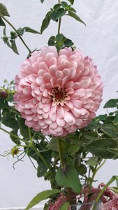 Pale pink petals photo