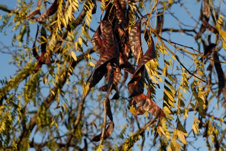 Garden leaf life photo