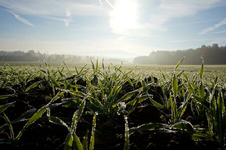 Winter cereals autumn meadow photo