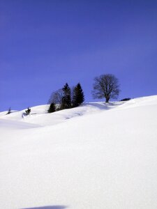 White cold tree