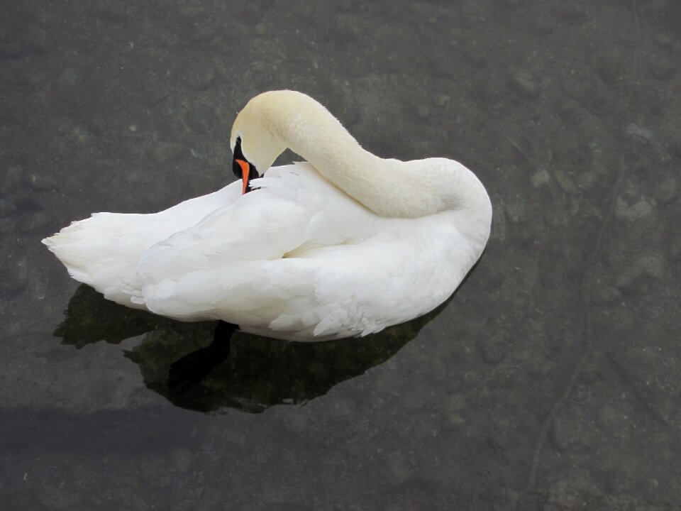 Zurich switzerland water bird