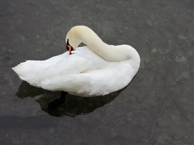 Zurich switzerland water bird
