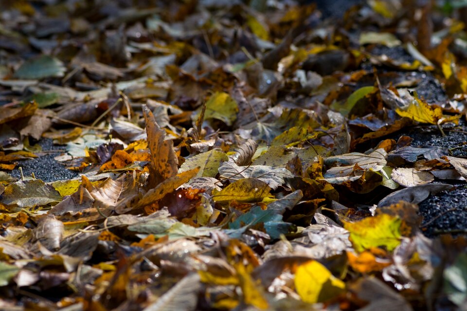 Fall foliage autumn mood autumn