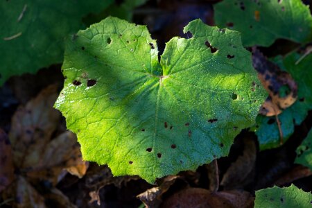Autumn green green leaf