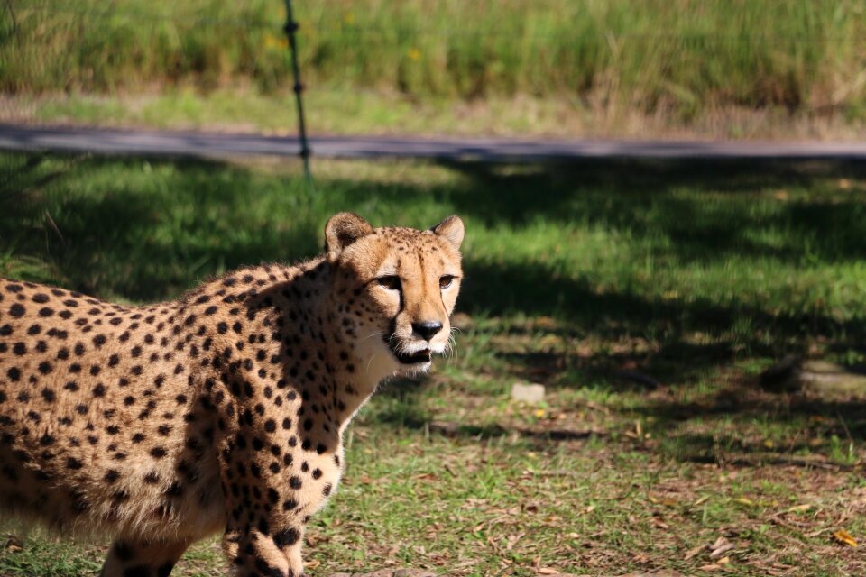 Cheetah zoo adventure world photo