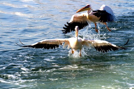 Flying bird sea