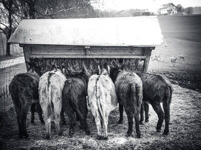 Domestic donkey eat funny