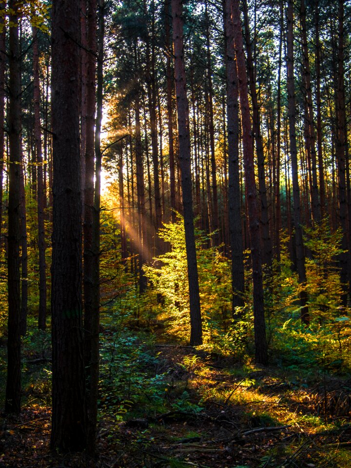 Fall foliage forest path trees photo